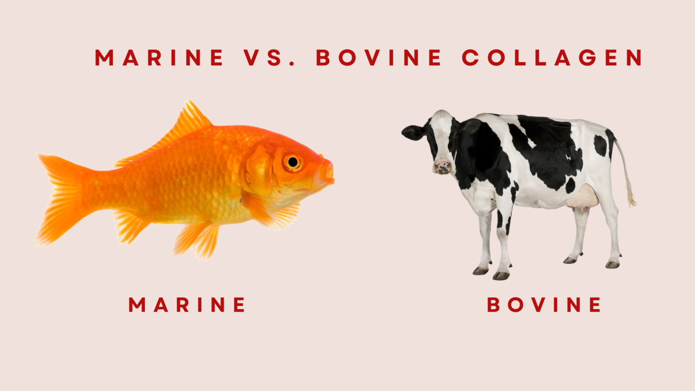 marine vs bovine collagen