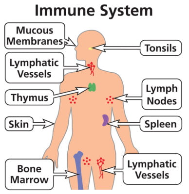 immune system in body